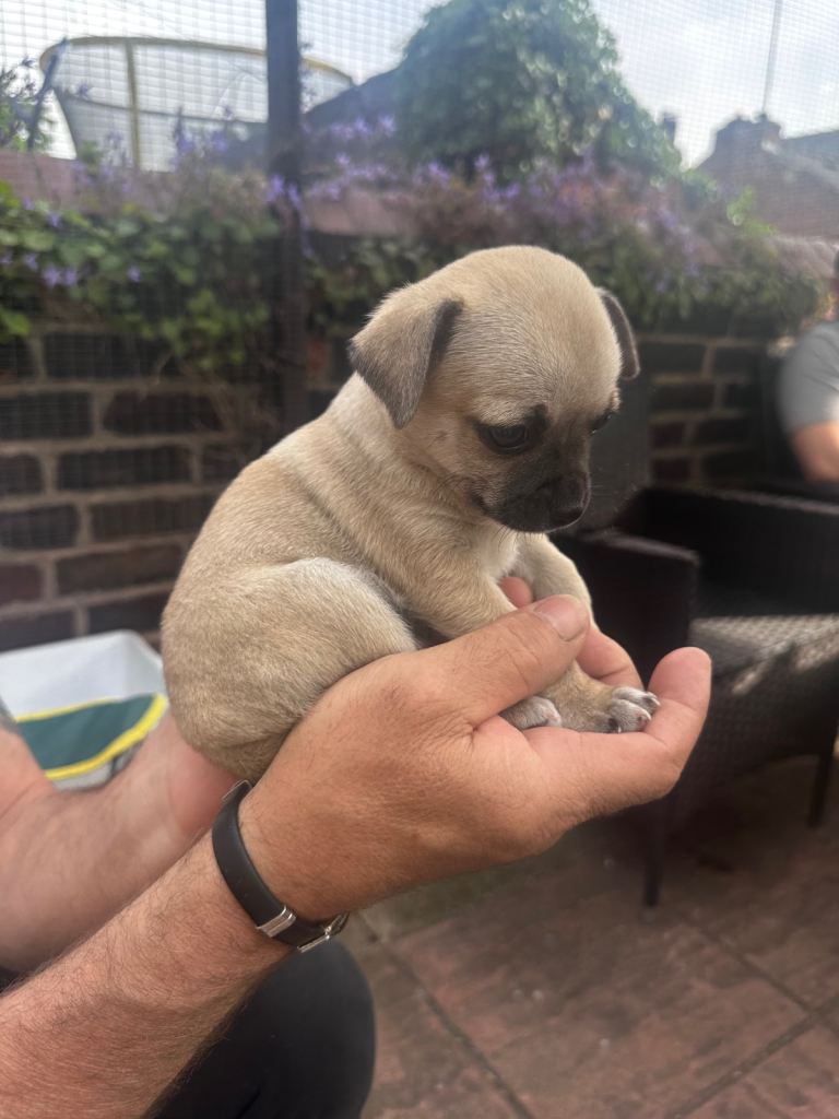 Chihuahua puppies 