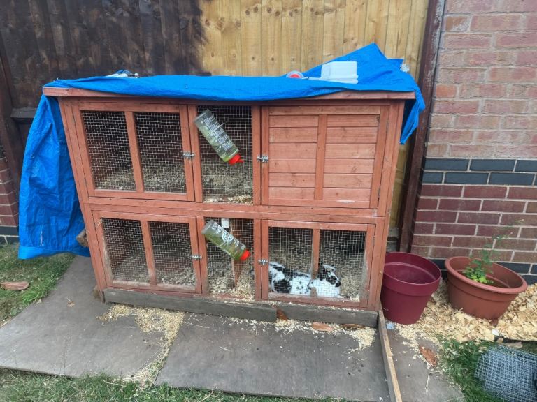 Rabbits and Cage