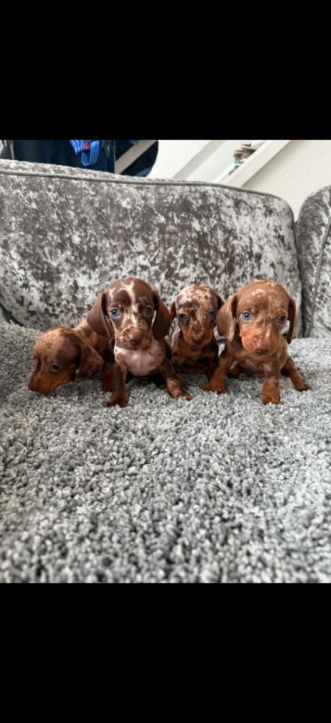 Miniature Dachshund