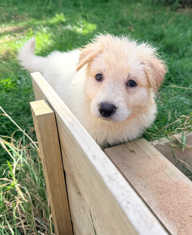 White Pedigree German Shepherd Puppies