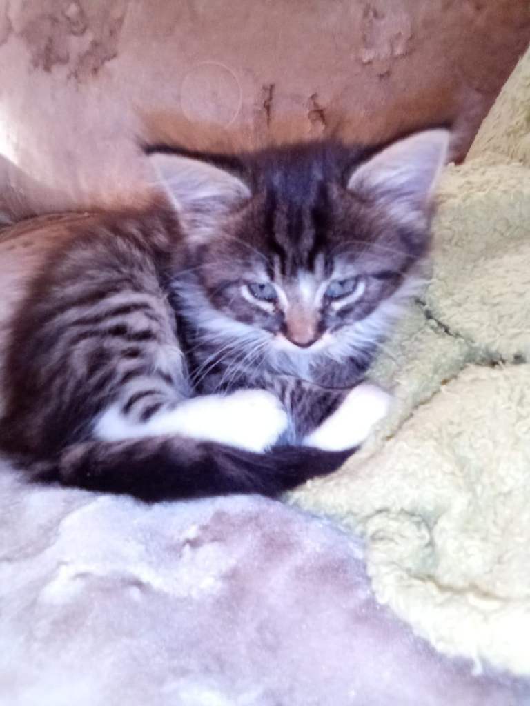 4X Cute Kittens need a new home...