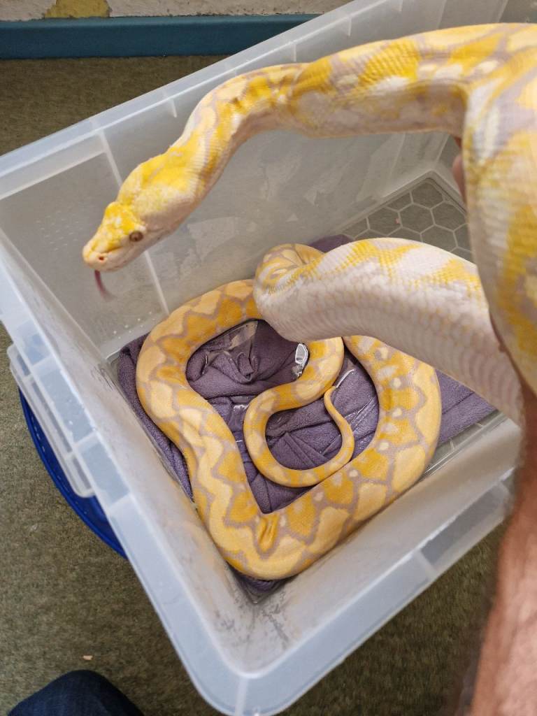 9yr old male python for sale
