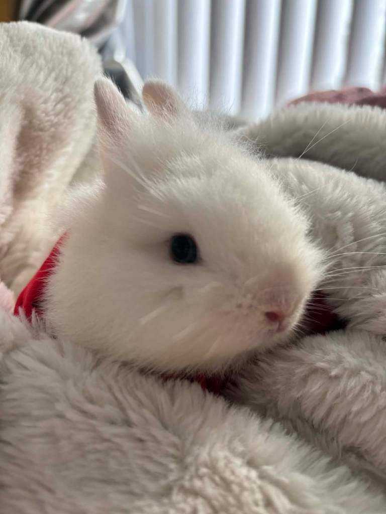 Dwaft himalayan rabbit (1 for 70 or 2 for 100)