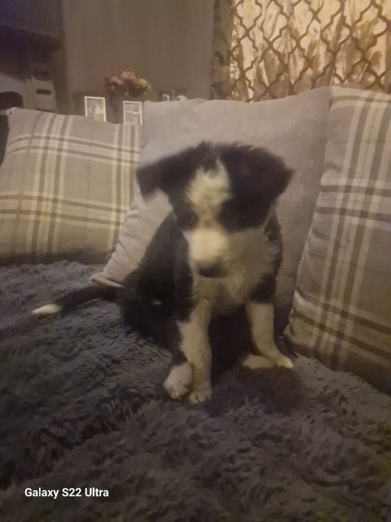 Boarder collie pups