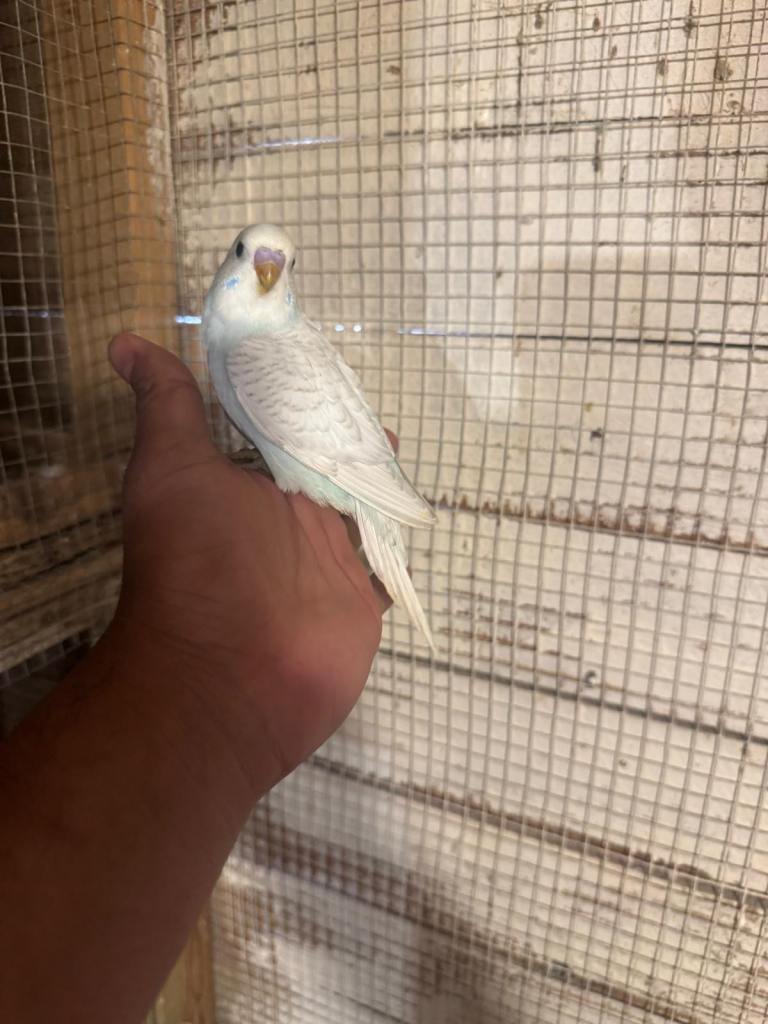 Baby budgies for sale £40 each collection mk404nn