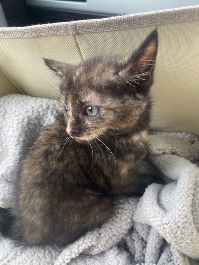 Cute tortoiseshell kitten