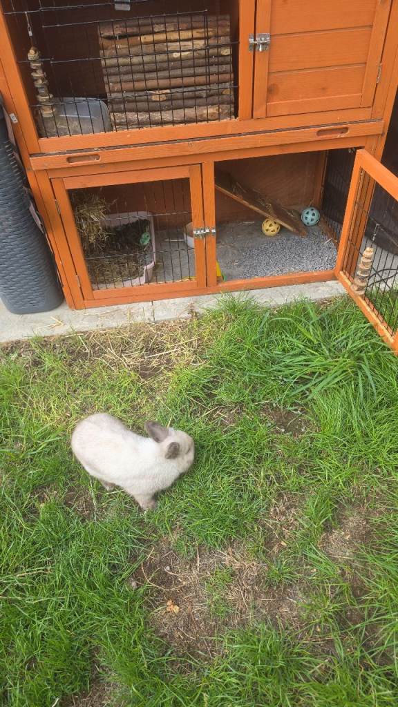 Beautiful.mini lop 