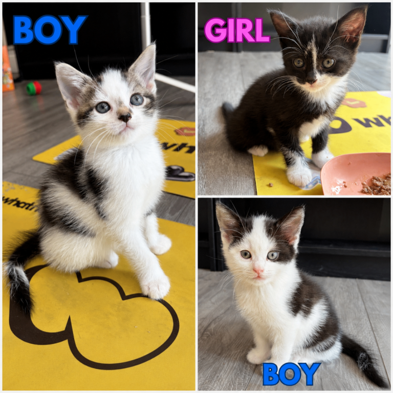 3 Beautiful Playful Kittens - Mixed Litter - 2 Boys 1 Girl - Ready To Leave 3 Days