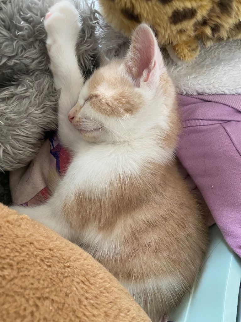 Last lovely 10 weeks boy