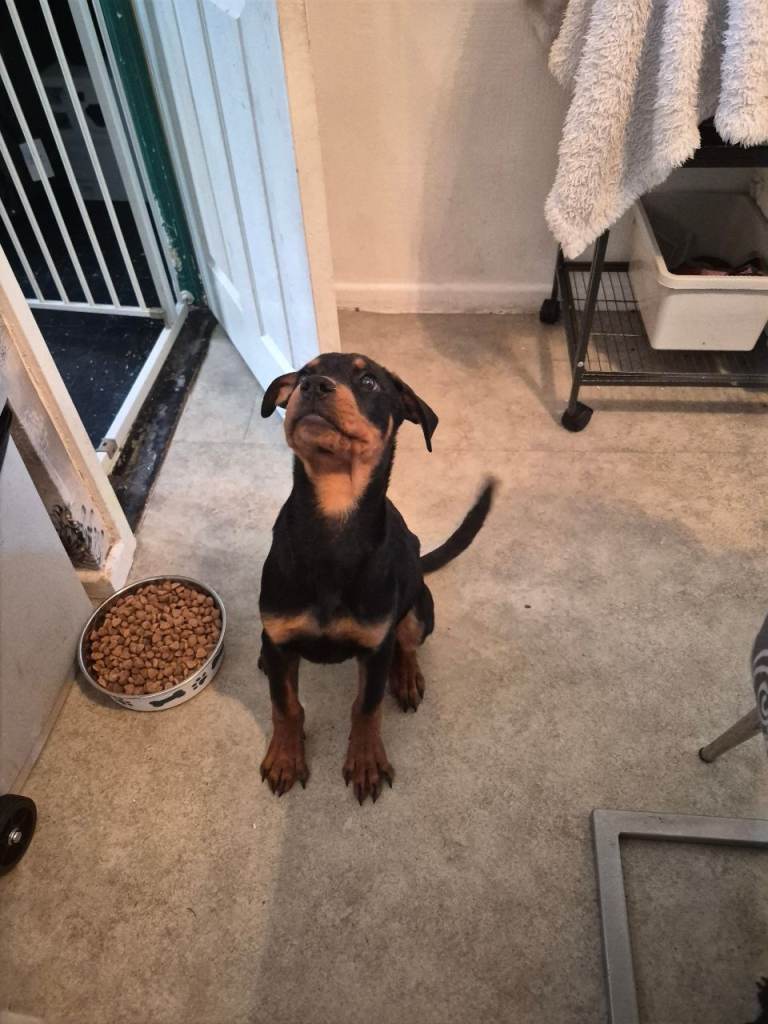 Male puppy rottweiler 