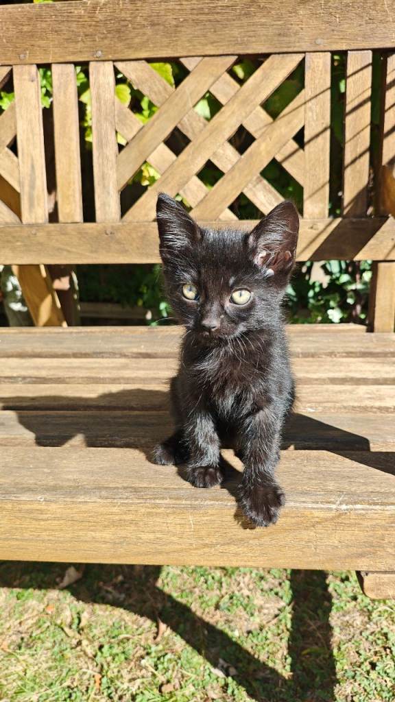 Black kittens