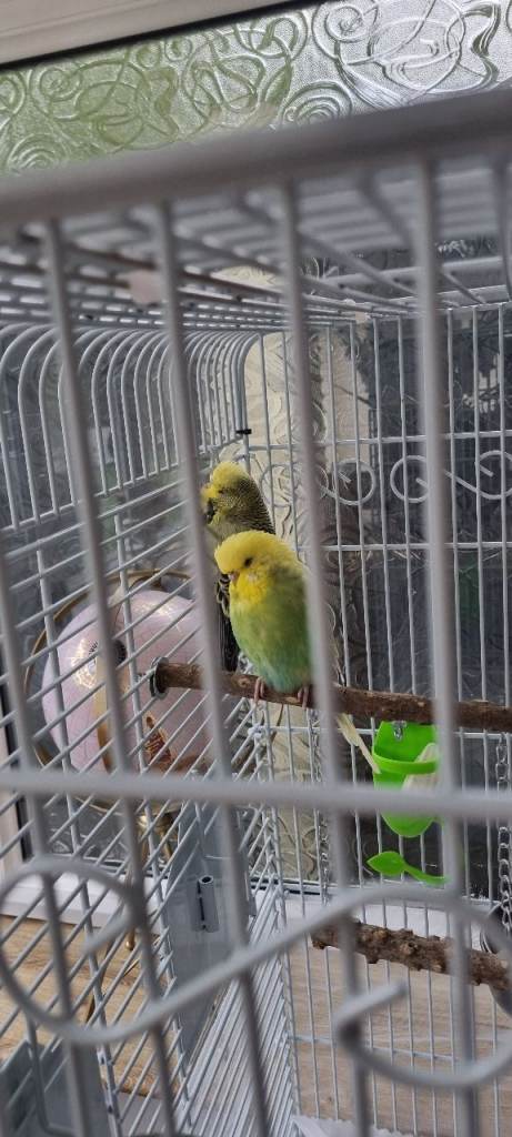 2 Budgies with cage and accessories 