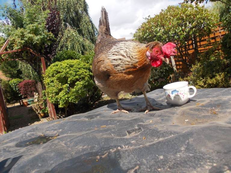 1 x CREME LEGBAR HEN/5 YR OLD PUREBREED/ LAYING/VERY FRIENDLY