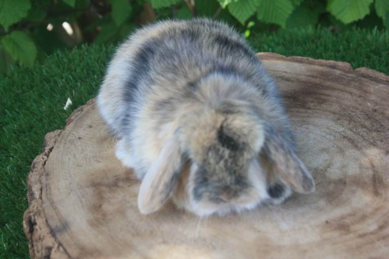 Mini lop baby rabbits 