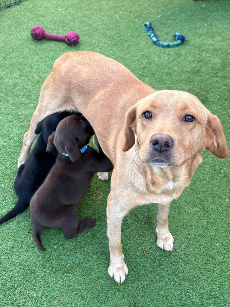 Labrador retriever puppies 