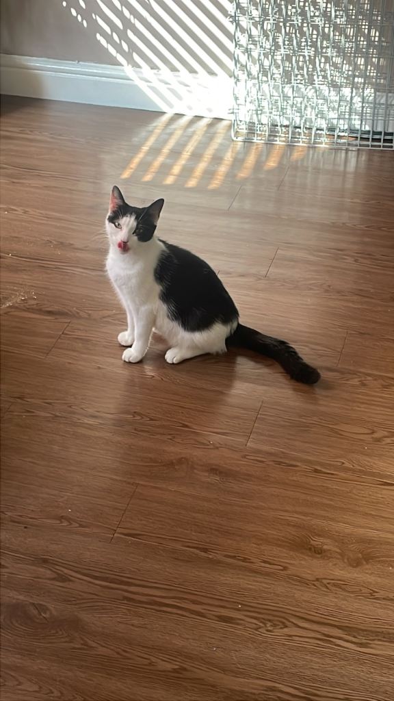Young female cat 