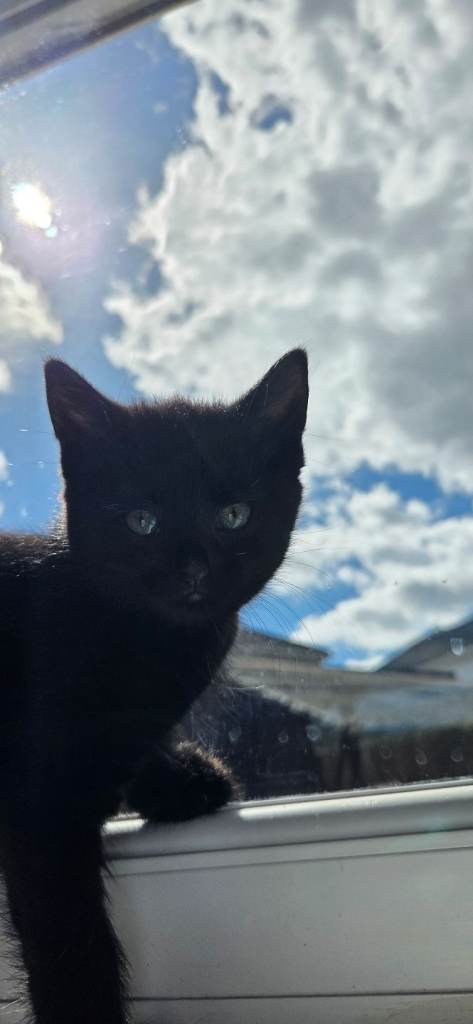 Beautiful kittens looking for loving homes