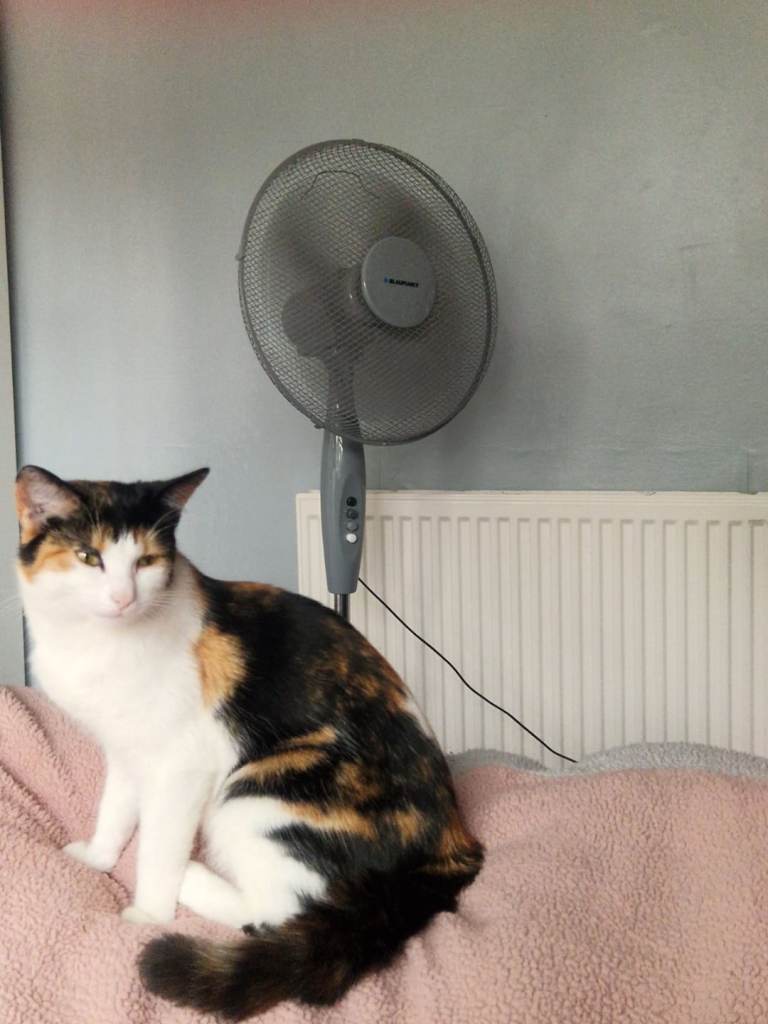 Jingles female 