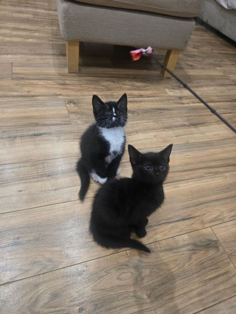 Black/brown tabby x bengul x tuxedo 