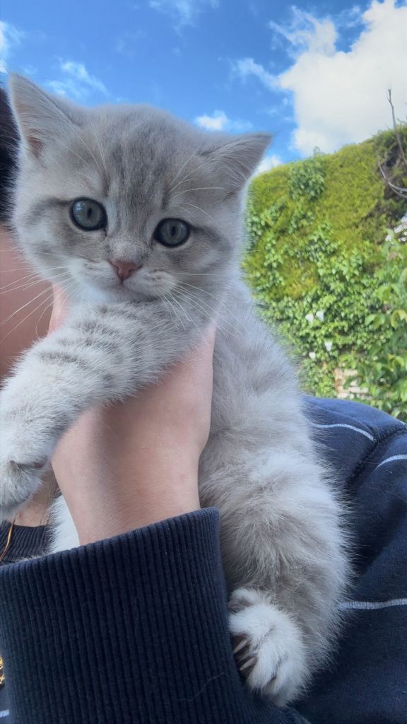 Full Breed British shorthair kittens 