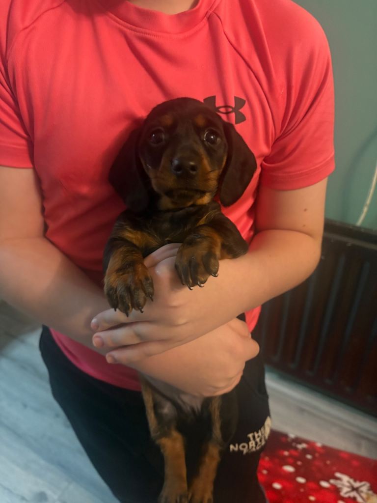 Dachshund pups