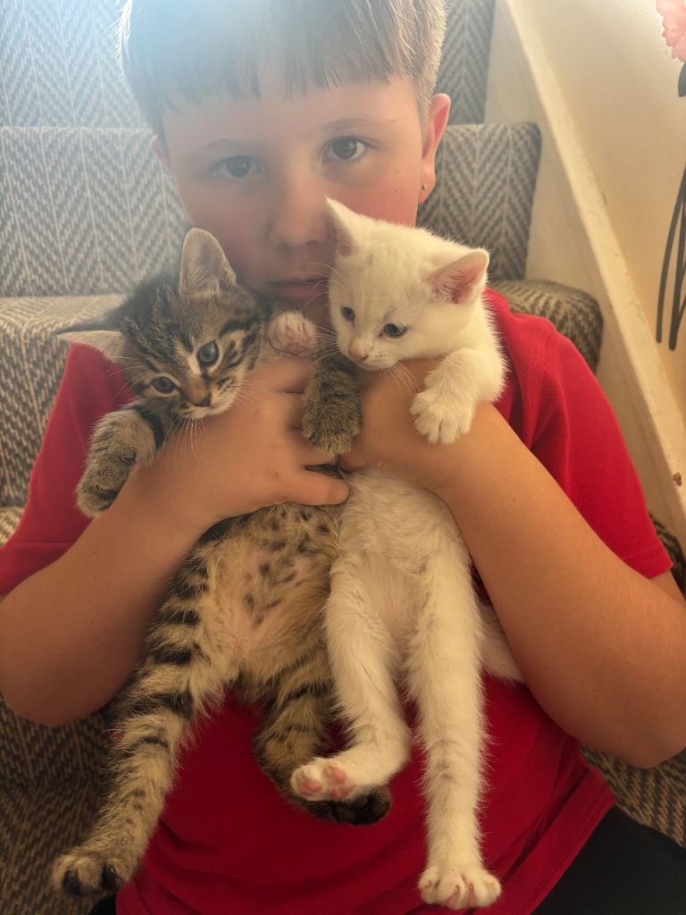 2 kittens looking for their forever homes 