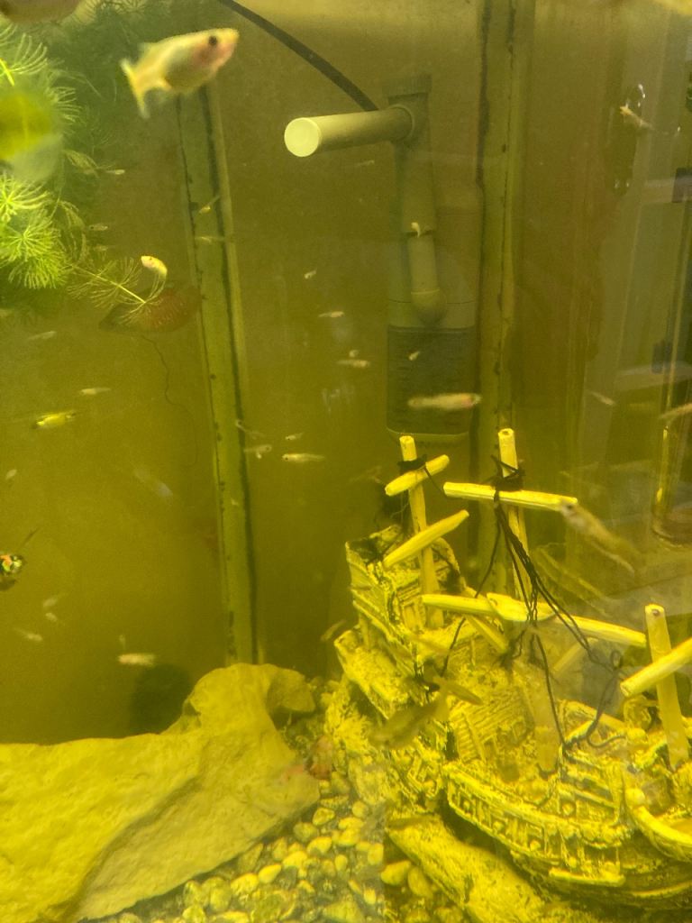 Baby fantail guppies
