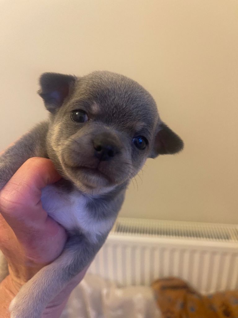 Chihuahua puppies rare colours