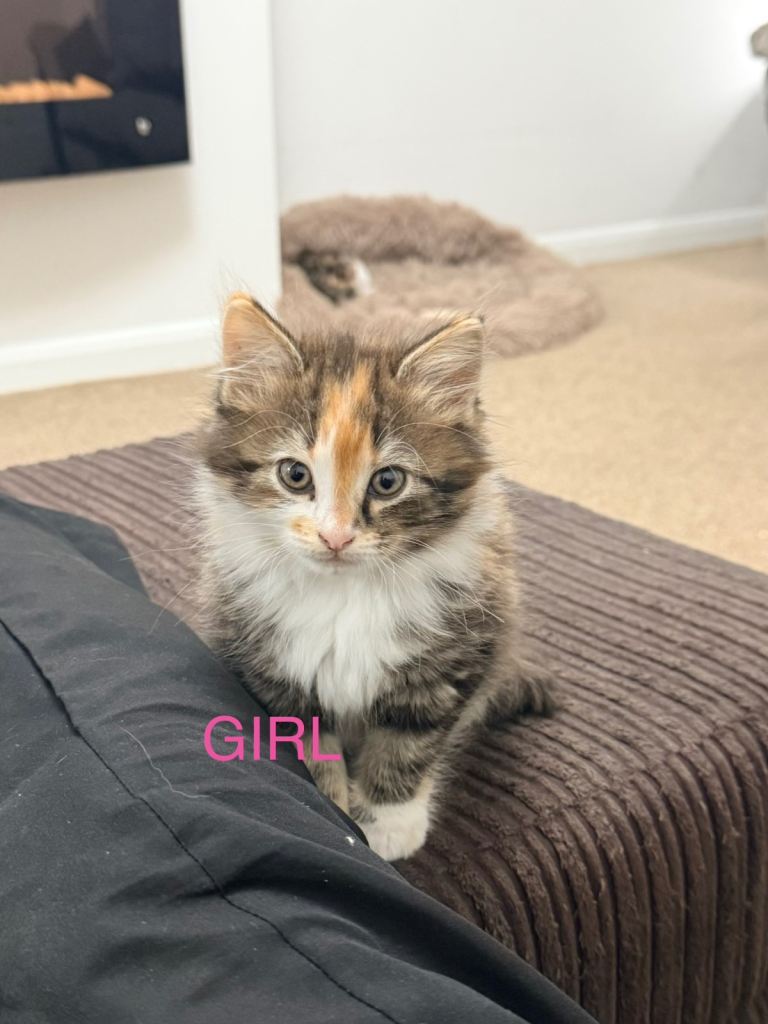 Six beautiful kittens