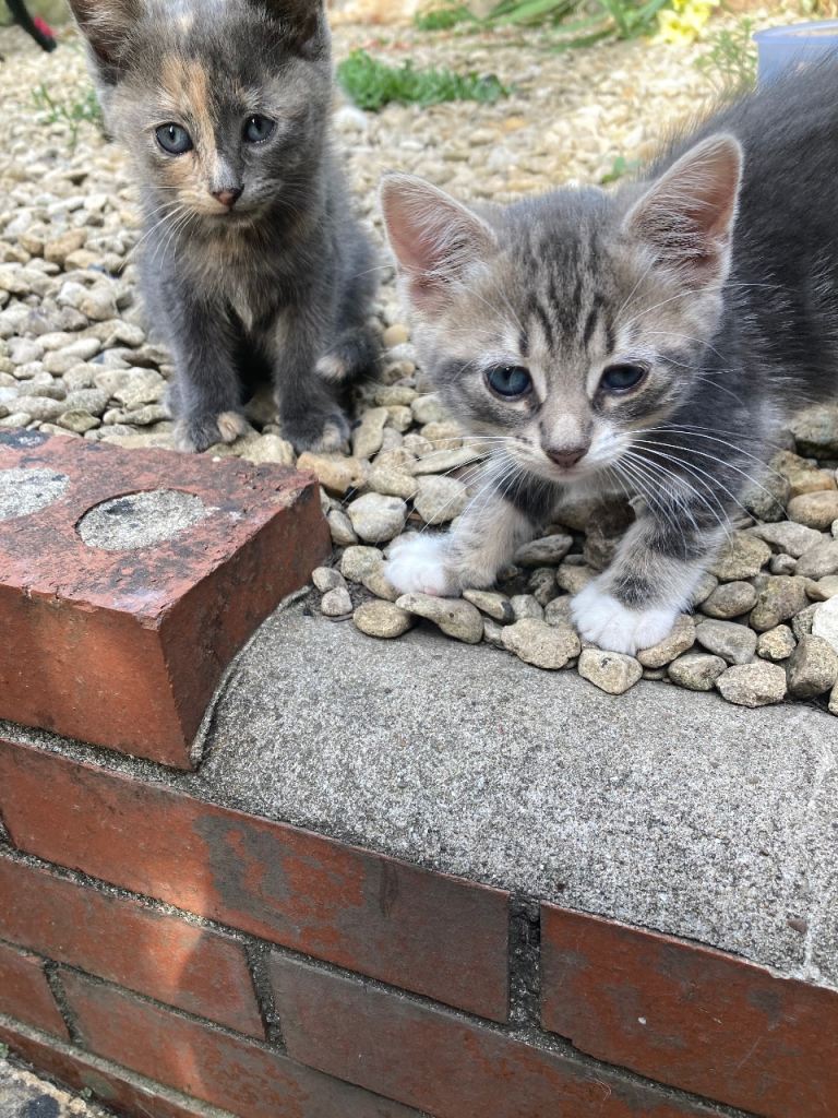 Kittens x2 To be sold together only 