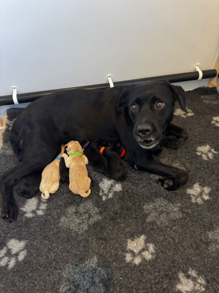 Kc registered lab puppies