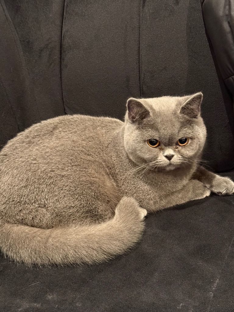 British short hair cat male 