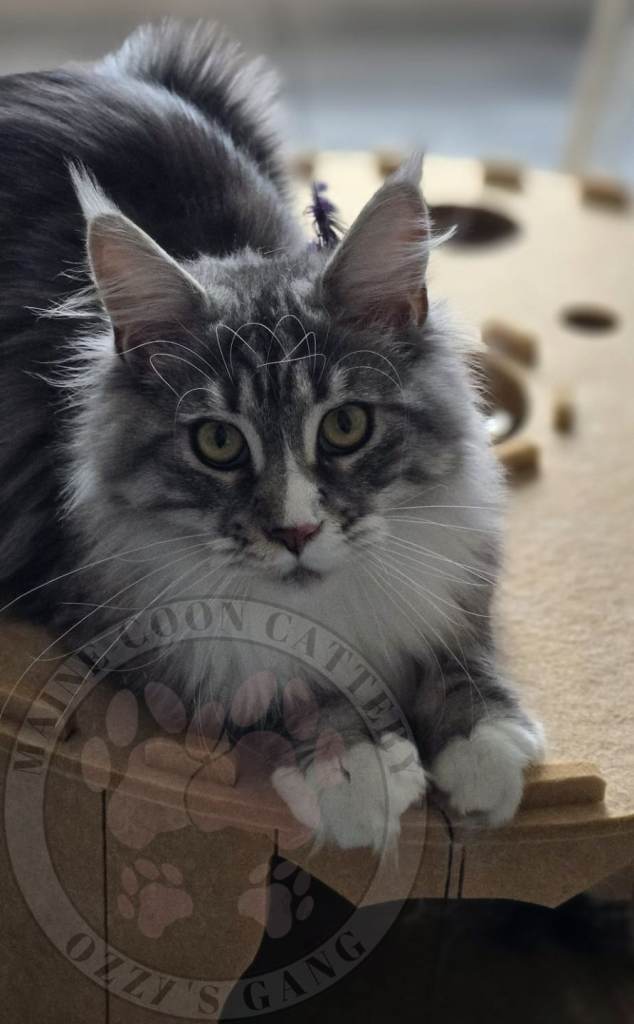 Pure breed Maine Coon girls