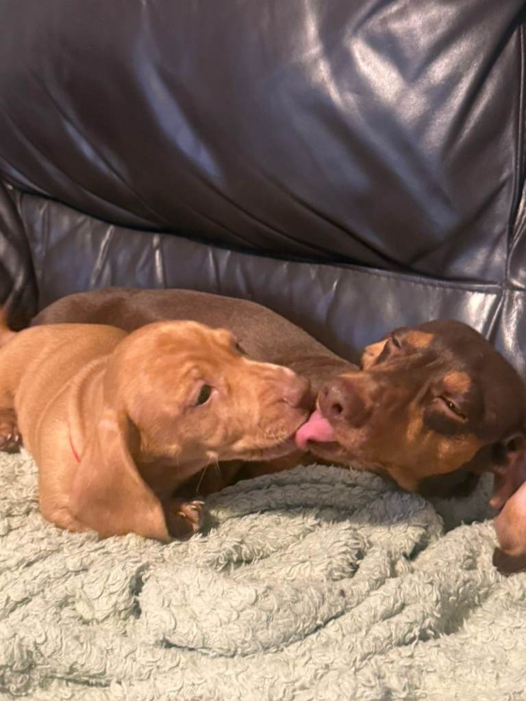 Beautiful Minature Dachsund Puppies