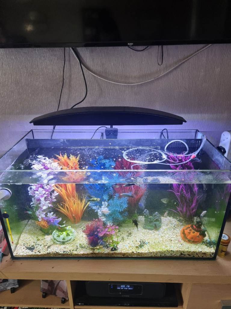 Aquarium inc fish