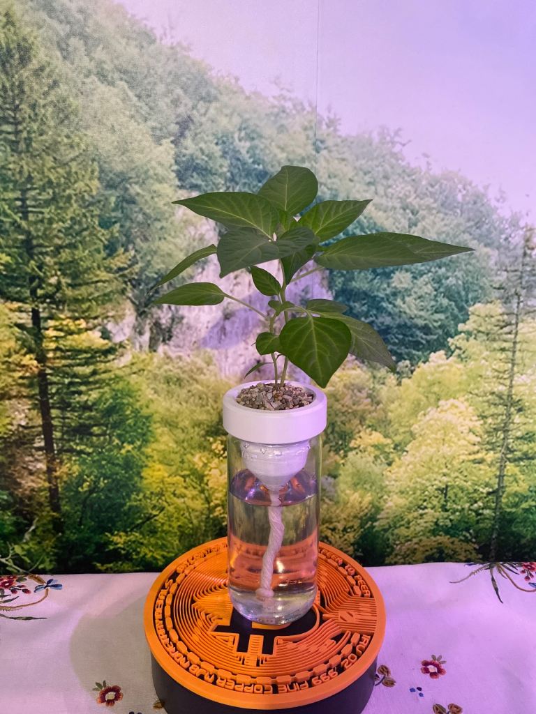 Hydroponic Wick System for Mason Jar – Grow Fresh Herbs Easily!