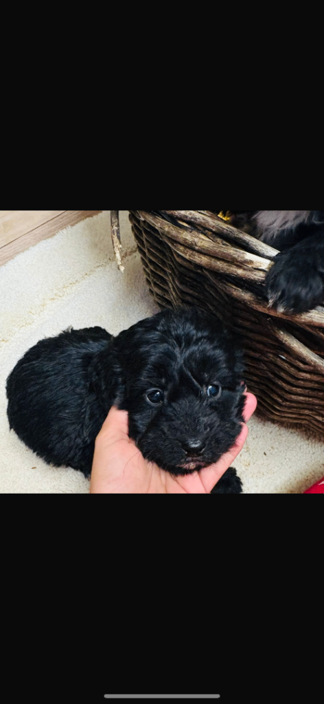 cockapoo puppies 