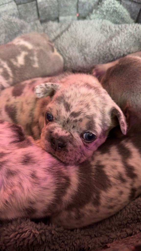 French Bulldog Puppies