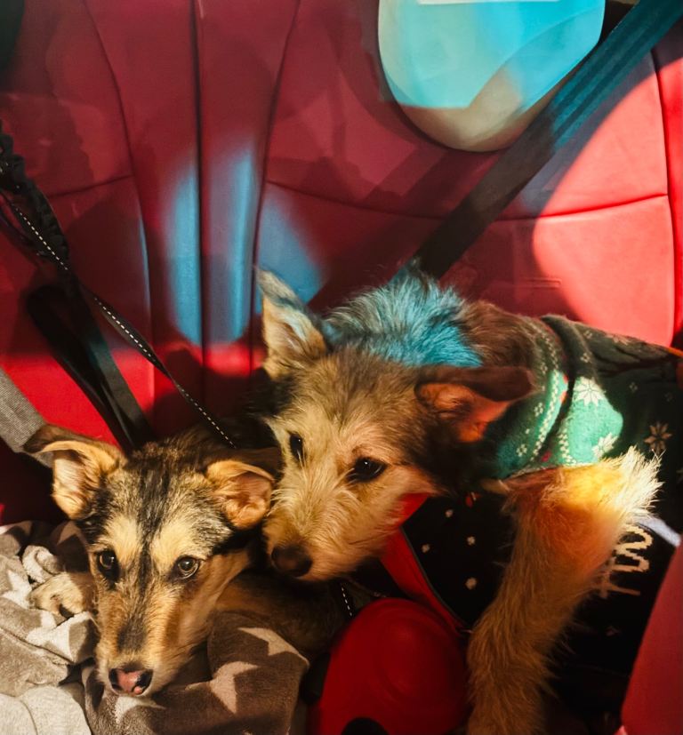 Airedale Terrier looking for a new home.