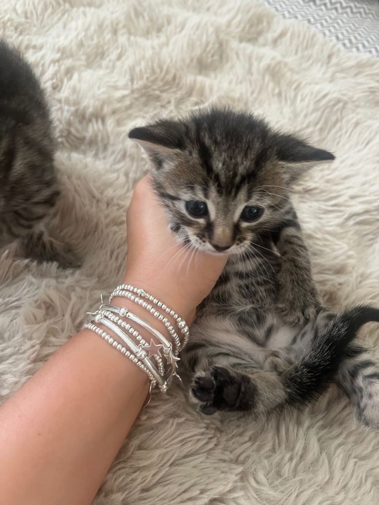 Baby Kittens 