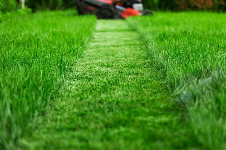 Grass cutting