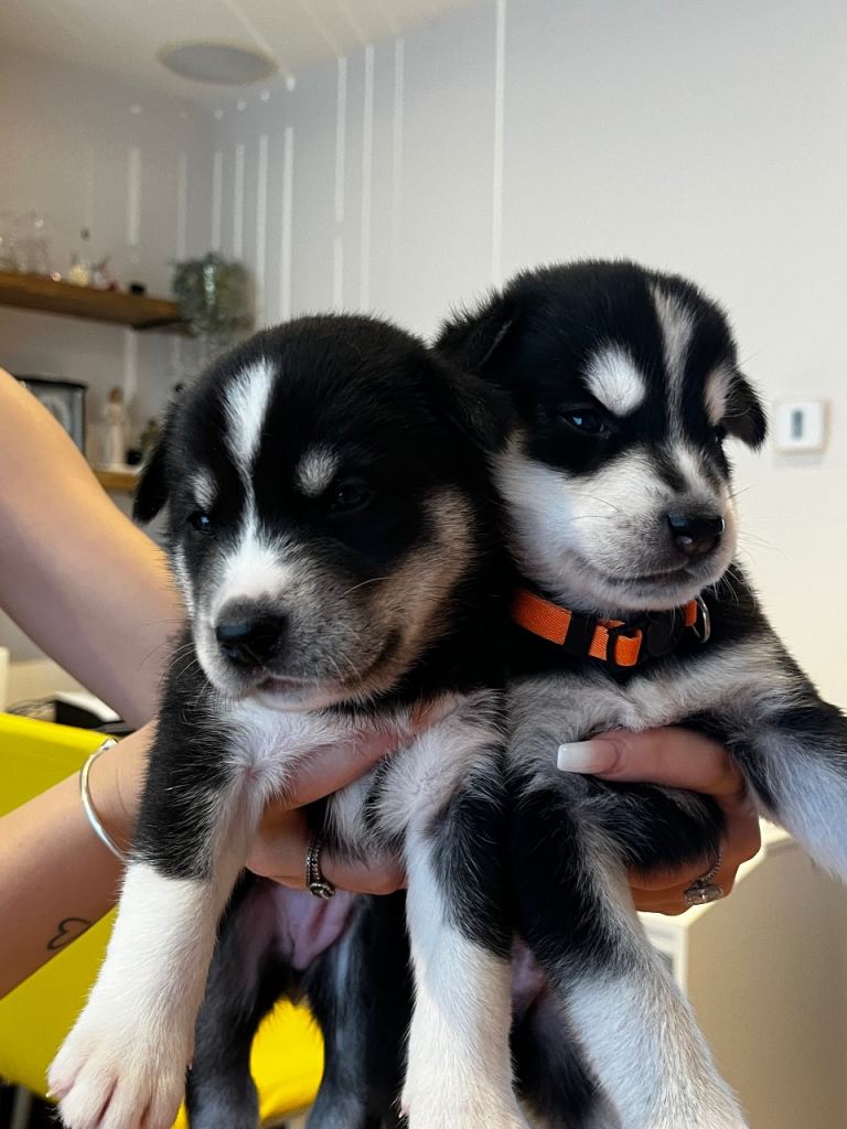 3/4 husky puppies 