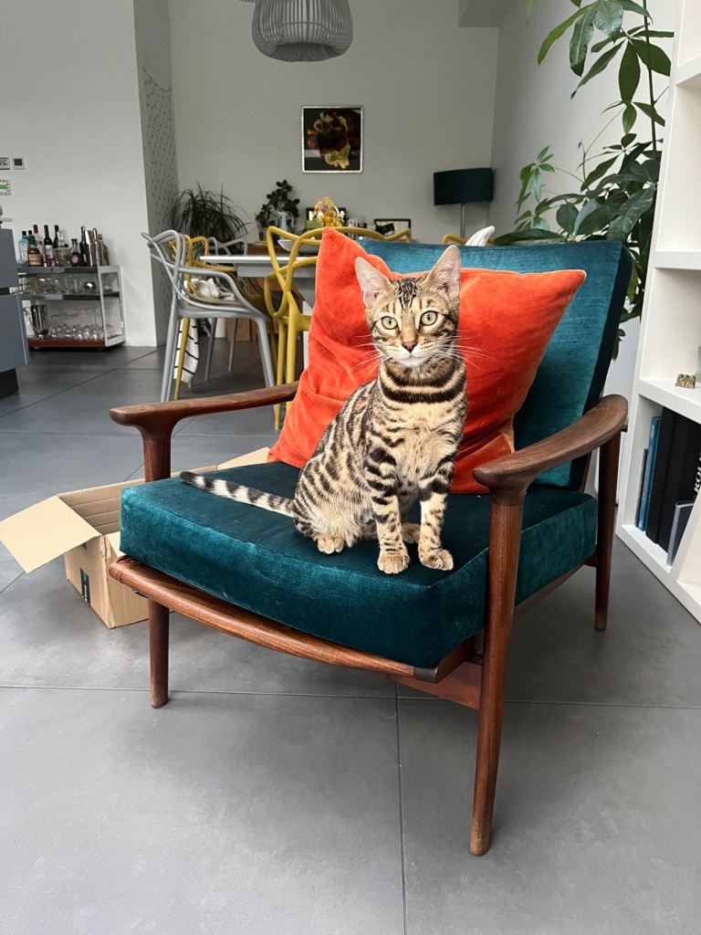 Bengal 7 month old cat for sale 