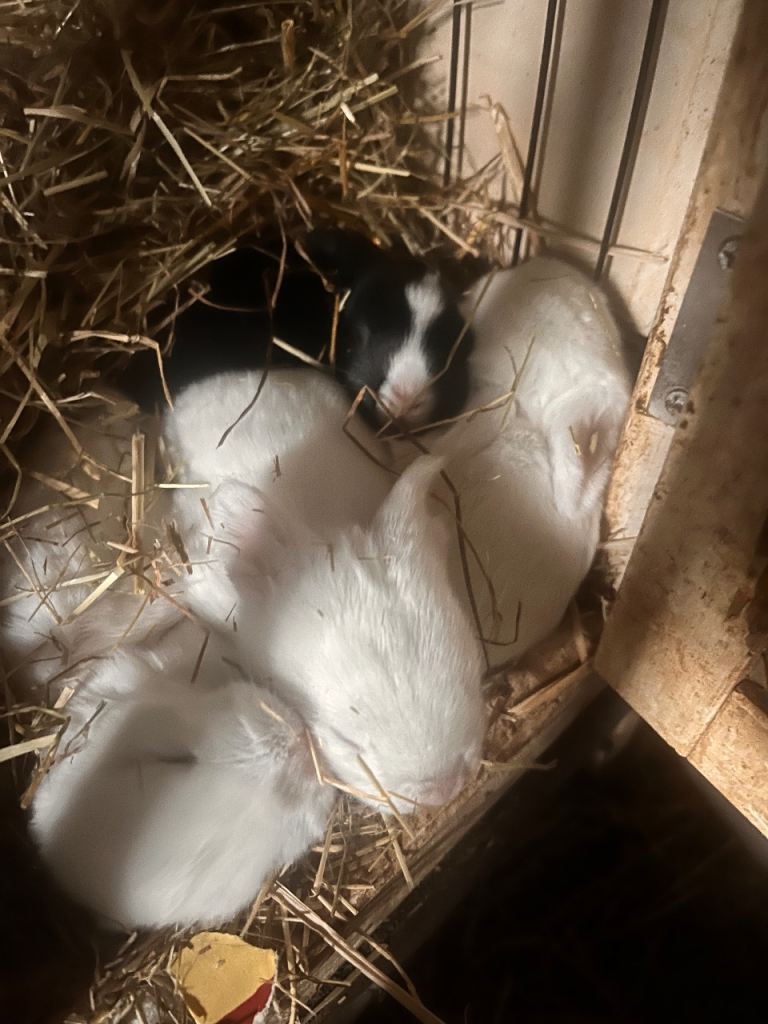 Baby bunnies for sale!!