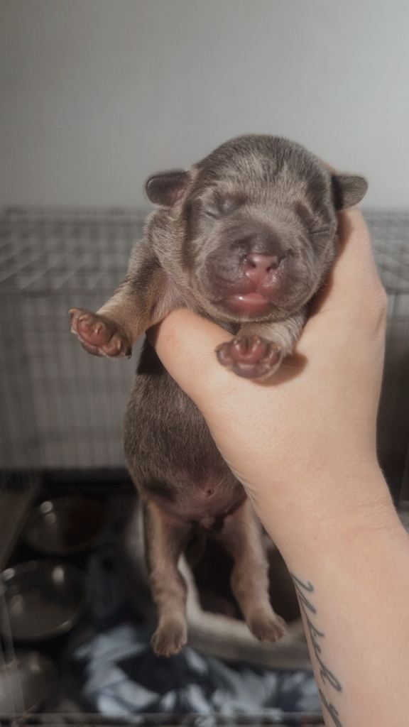 Frenchie cross 