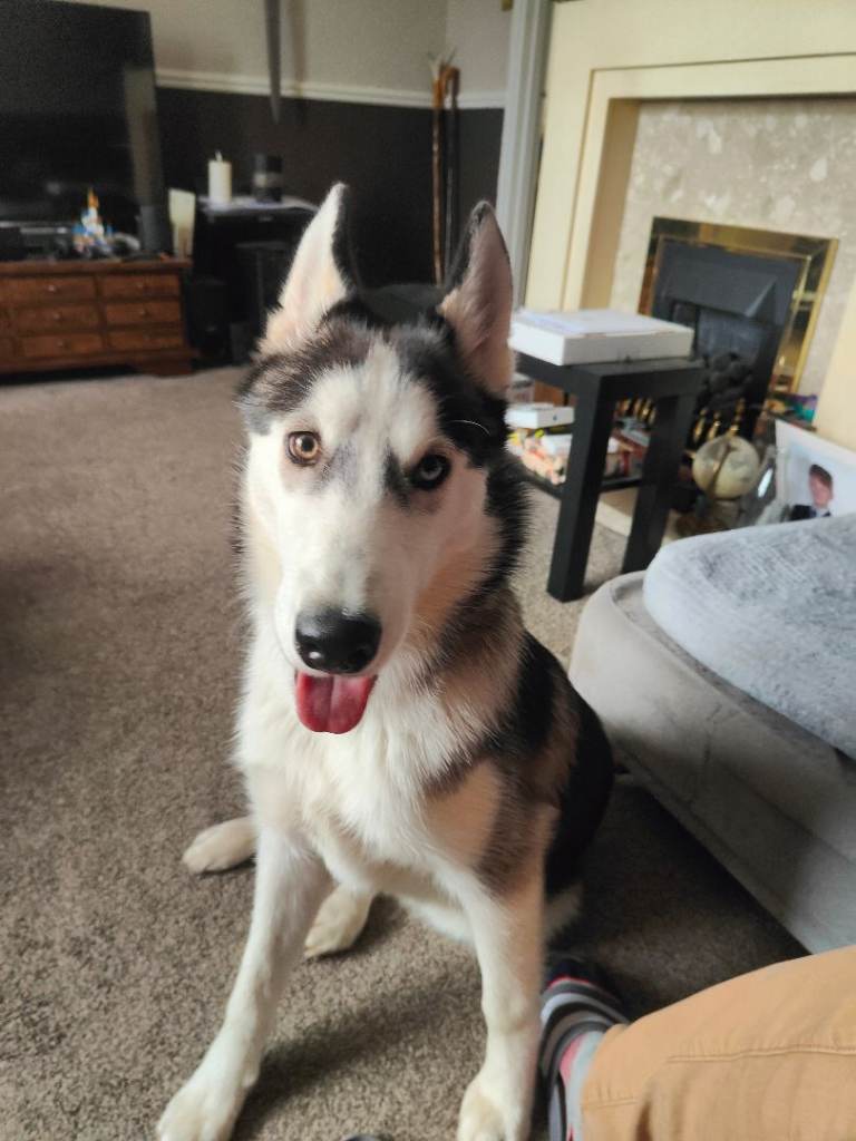 Siberian Husky 7 months old