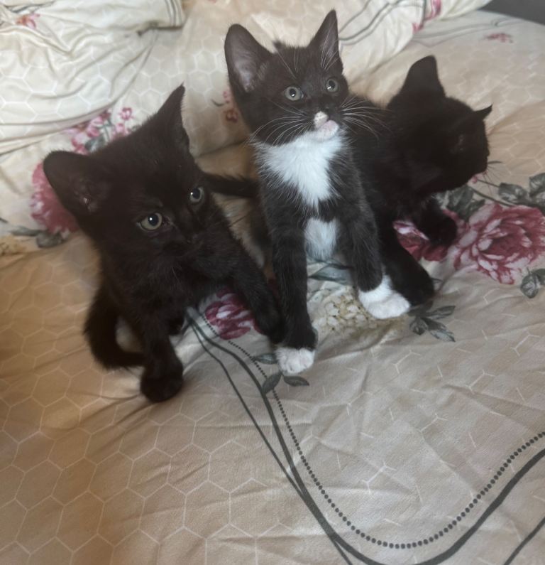 Kittens ready for a new home 🩵💖💖