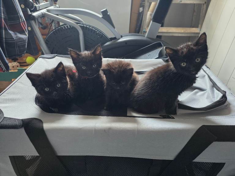 4 Black kittens available for adoption. 