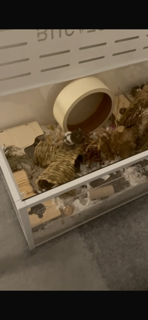 Male Syrian Hamster – 4 Months – Bucatstate 2.0 100cm Cage & Full Setup