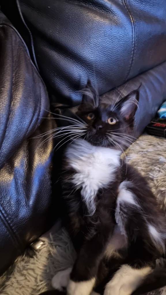 Tica registered ,ready now
